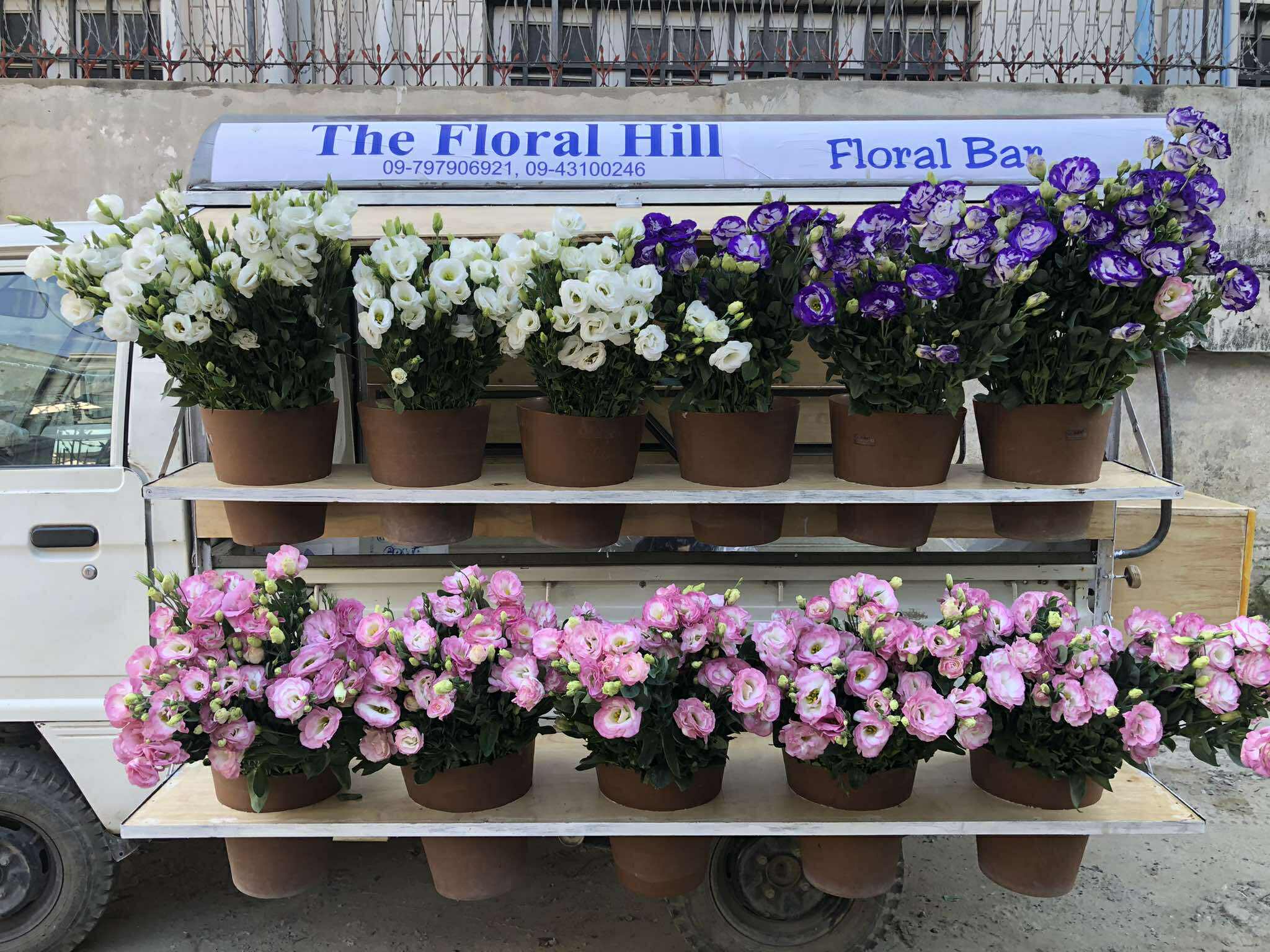 Lisianthus (ပဲပန်း) - Image 2