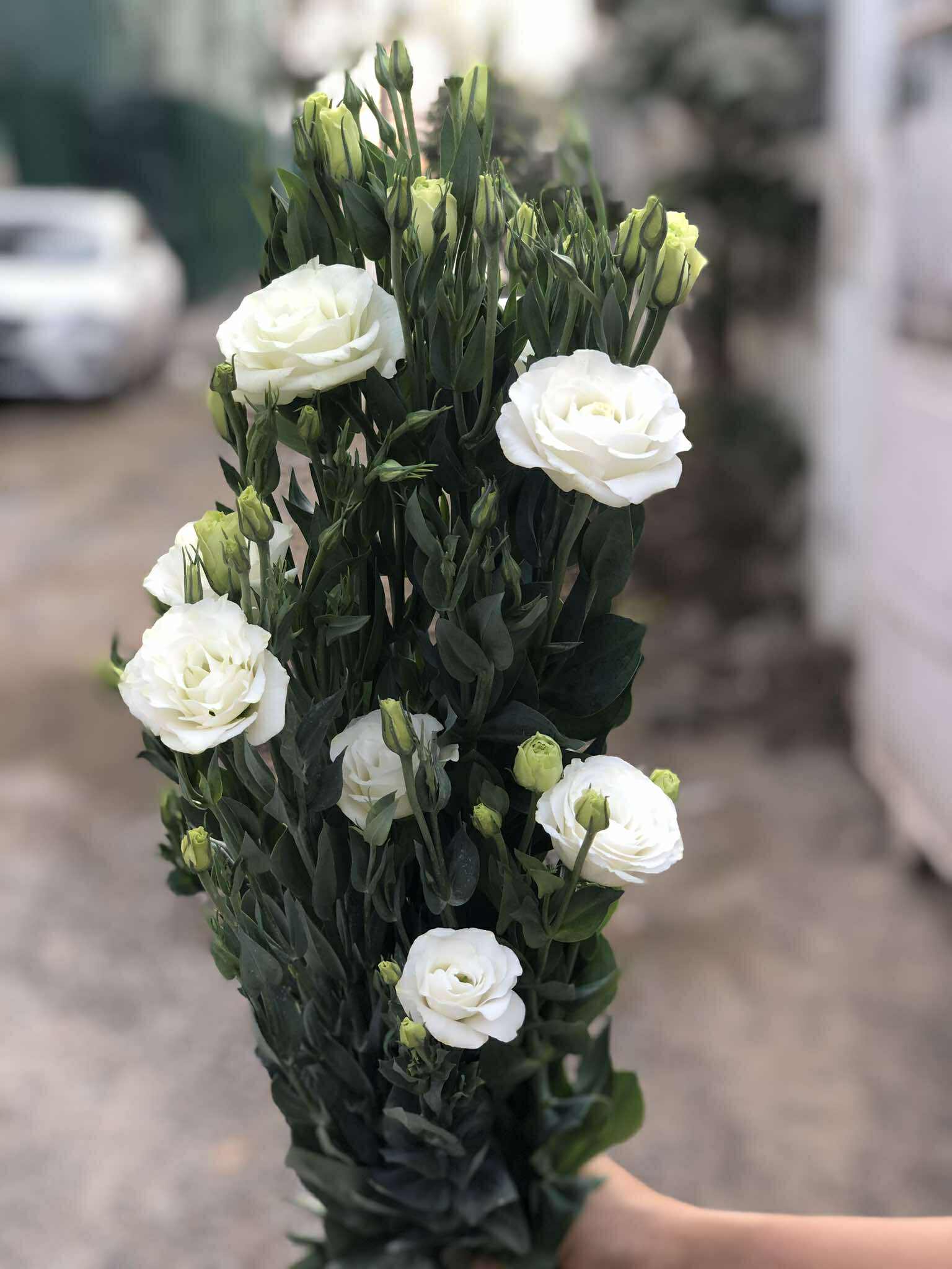 Lisianthus white (ပဲပန်းအဖြူ) - Image 5