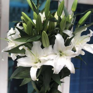 Oriental Lily White