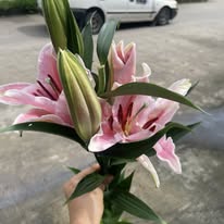 Oriental Lily pink - Image 2