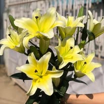 Oriental Lily Yellow