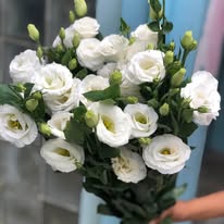Lisianthus White