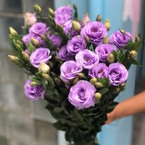 Lisianthus Purple