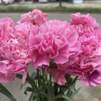 Carnation Big lmport(ကာနေရှင်းခေါင်းကြီး)