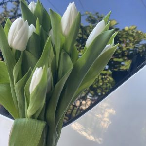 Tulip White