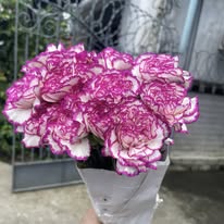 Carnation Purple Kyar