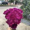 Carnation Purple