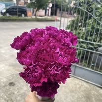 Carnation Purple