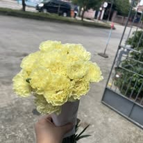 Carnation Yellow