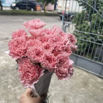 Carnation Pink