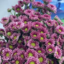 Ganamer (ဂန္ဓမာ)