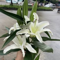 Oriental Lily White