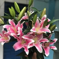 Oriental Lily pink - Image 3