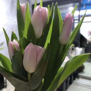Tulip Pink