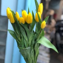 Tulip Yellow