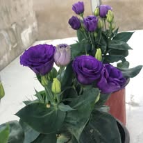 Lisianthus (ခရမ်းဖျော့) - Image 2