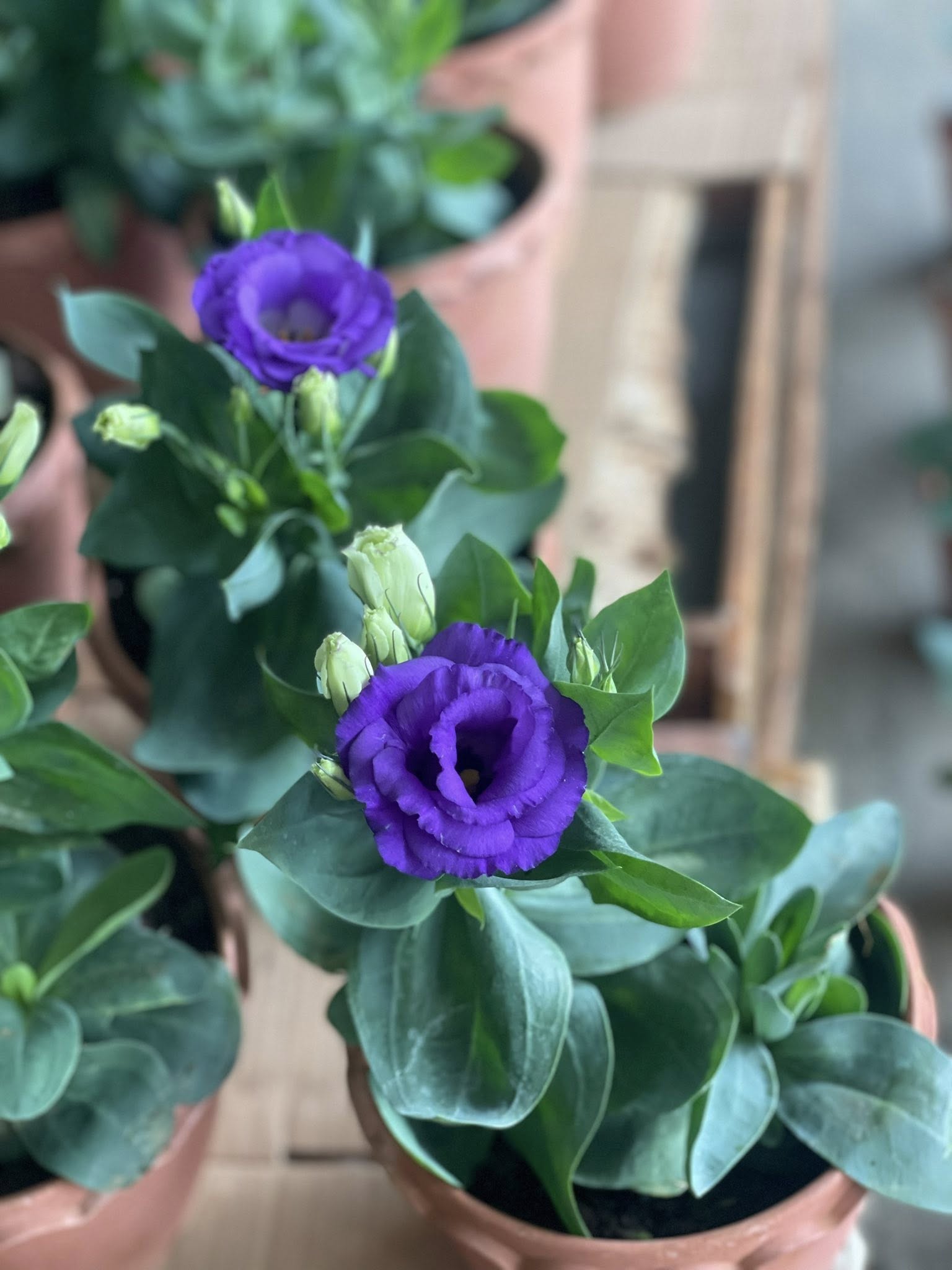 Lisianthus (ခရမ်းဖျော့) - Image 3