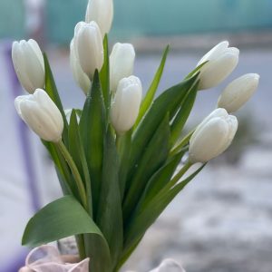 Tulip(ကျူ့လစ်)