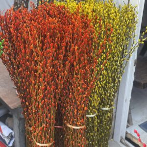 Snow Cherry (နှင်းချယ်ရီ)