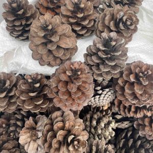 Pine Nuts(ထင်းရှူးသီး)