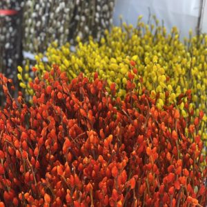 နှင်းချယ်ရီ (Snow Cherry)