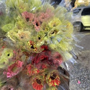 Daisy (ဒေစီ)