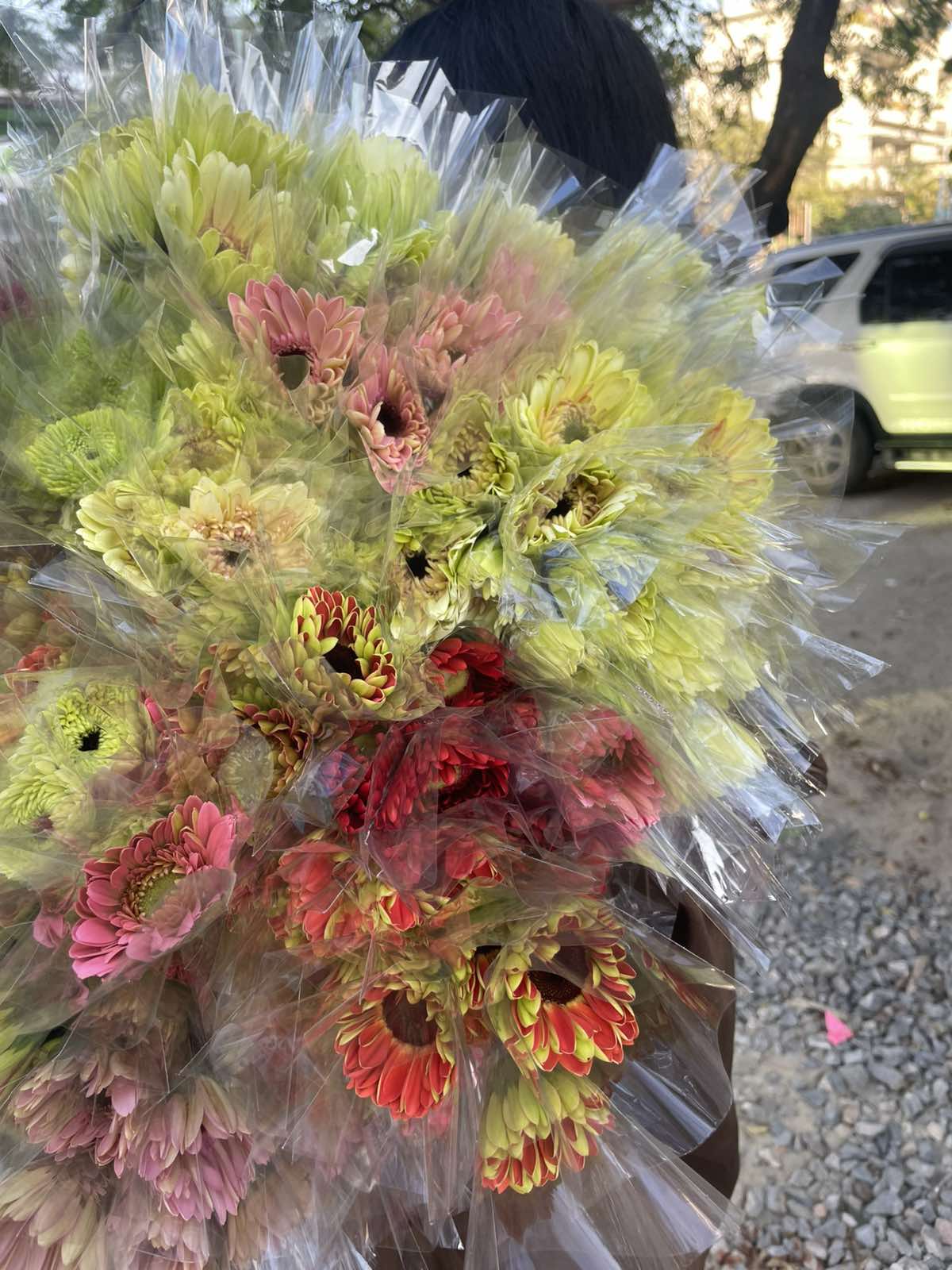 Daisy (ဒေစီ)