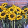 Sunflower (နေကြာ)