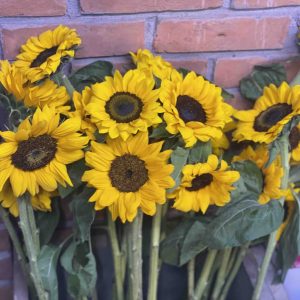 Sunflower (နေကြာ)