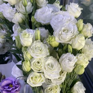 Lisianthuhs - ပဲပန်း