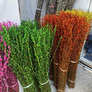 Snow Cherry (နှင်းချယ်ရီ)