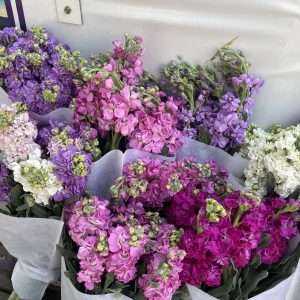 Stock (ပန်းရေမွှေး)