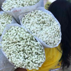 Baby Breath (အစို)
