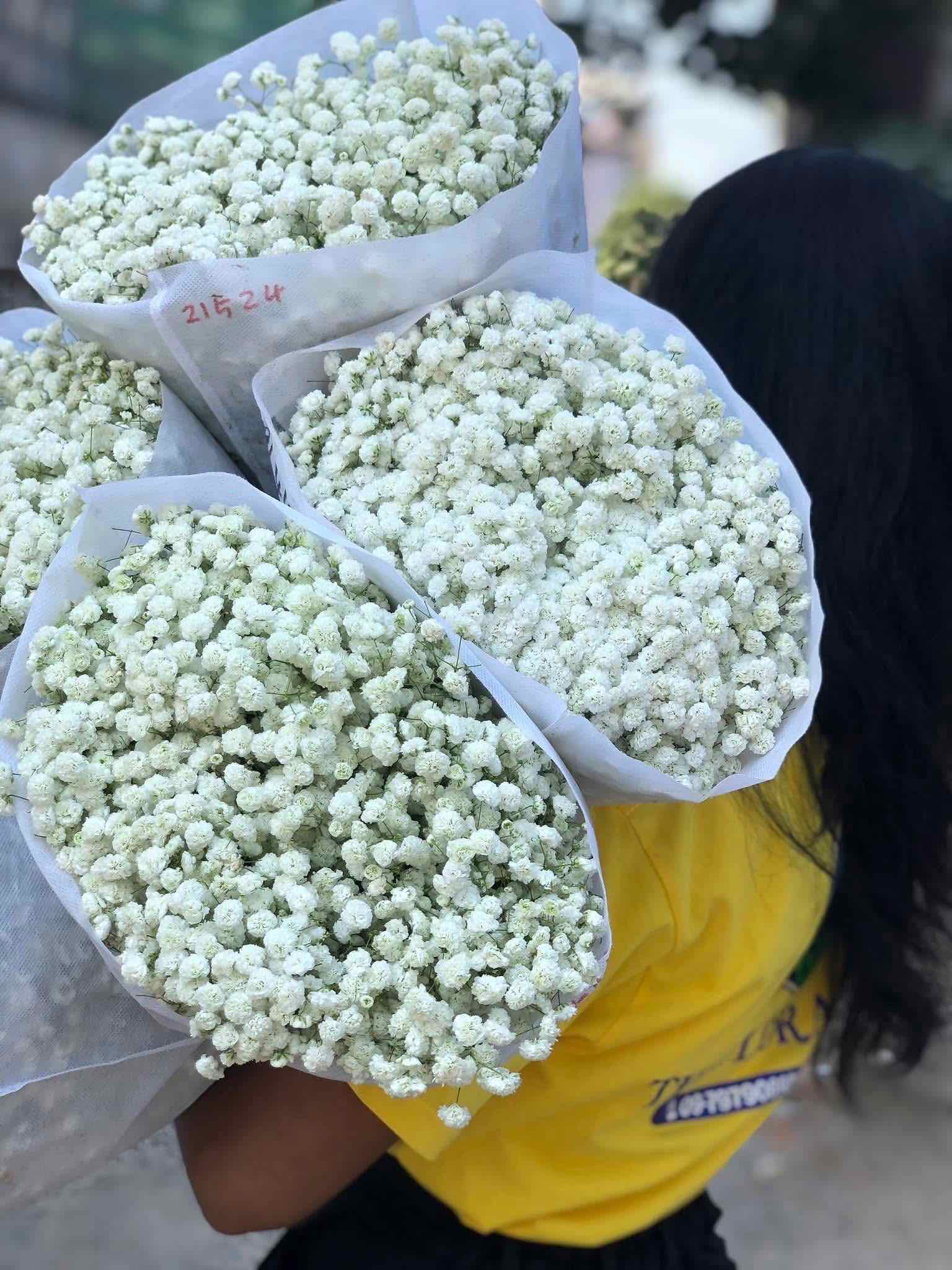 Baby Breath (အစို)