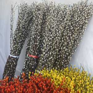 Snow Cherry (နှင်းချယ်ရီ)