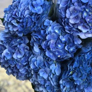 Hydrangea (6လပန်း)