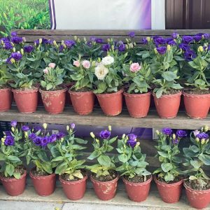 Lisianthuhs Pot(ပဲပန်းအိုး)