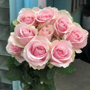 LA Rose ( LA နှင်းဆီ)