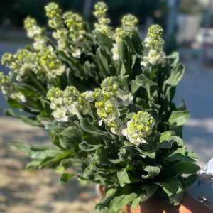 Stock (ပန်းရေမွှေး)