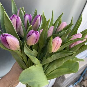 Tulip(ကျူ့လစ်)