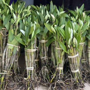 Orchid (သစ်ခွ)