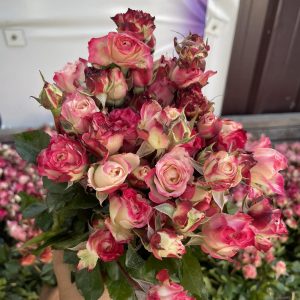 Family Rose ( မိသားစုနှင်းဆီ)