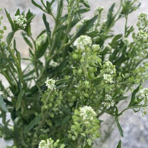 ရေမှော်