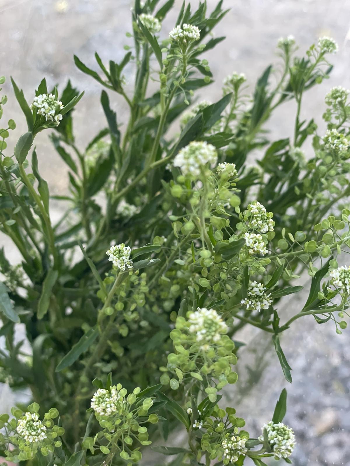 ရေမှော်