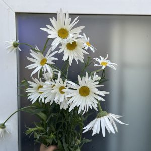 Japan Daisy (ဂျပန်ဒေစီ)